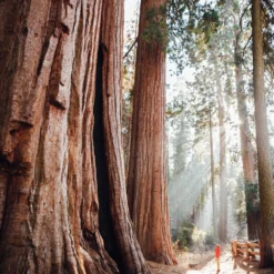 The Hidden Tracks -Campingutstyr Salg 2024 atupman sequioanp jpg 2000x jpeg scaled